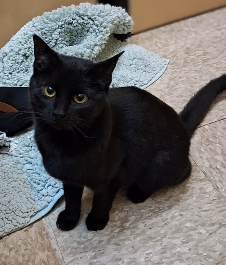 Layla @ Medina Petsmart (Has video) Image