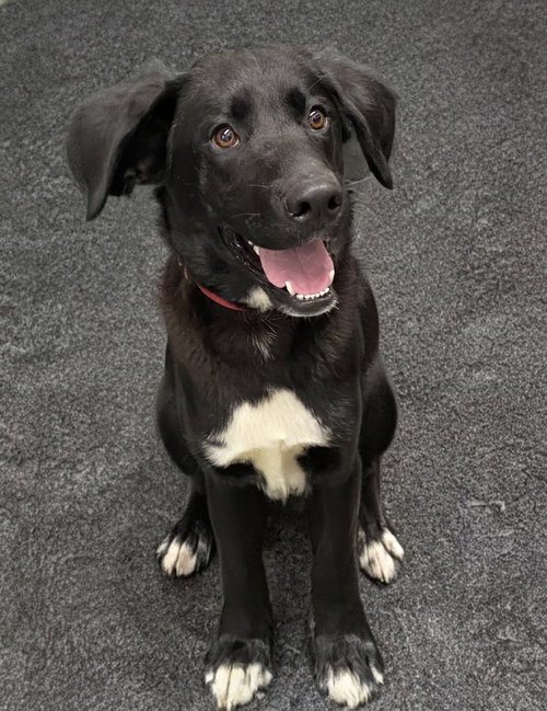 Puppy Hoagie, an adoptable Labrador Retriever in Cuyahoga Falls, OH