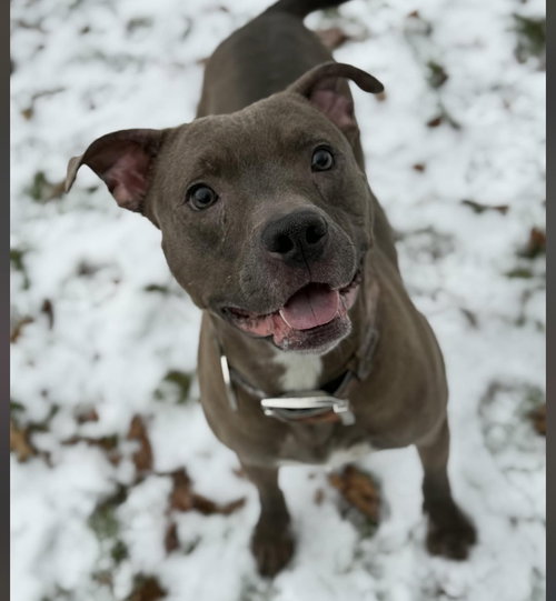 picture of the dog needing adoption