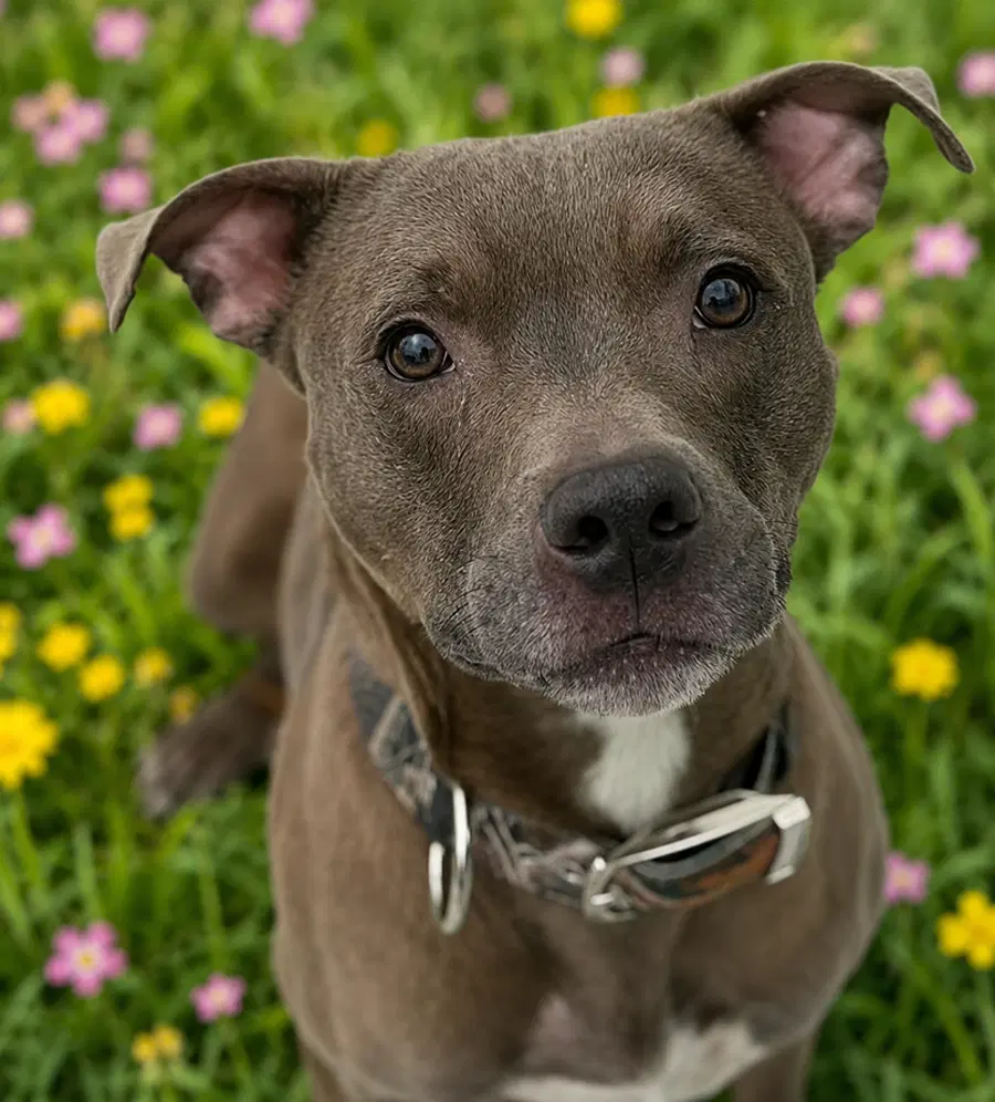 Courtesy Post Rick - American Pit Bull Terrier