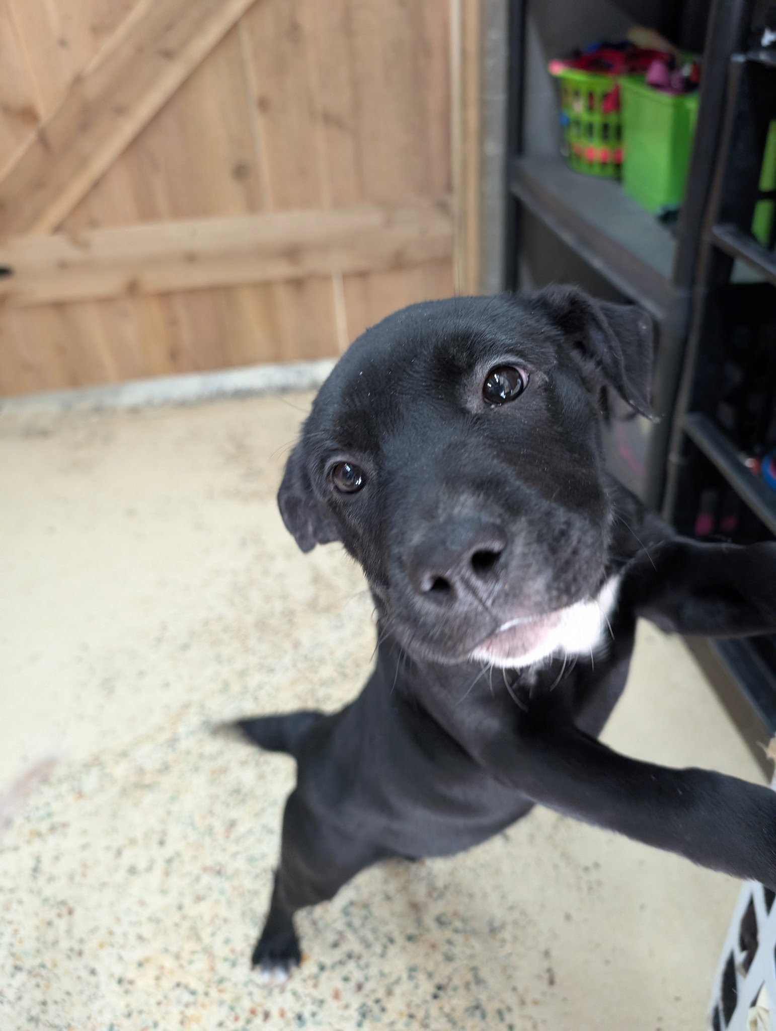 Puppy Hallie Image
