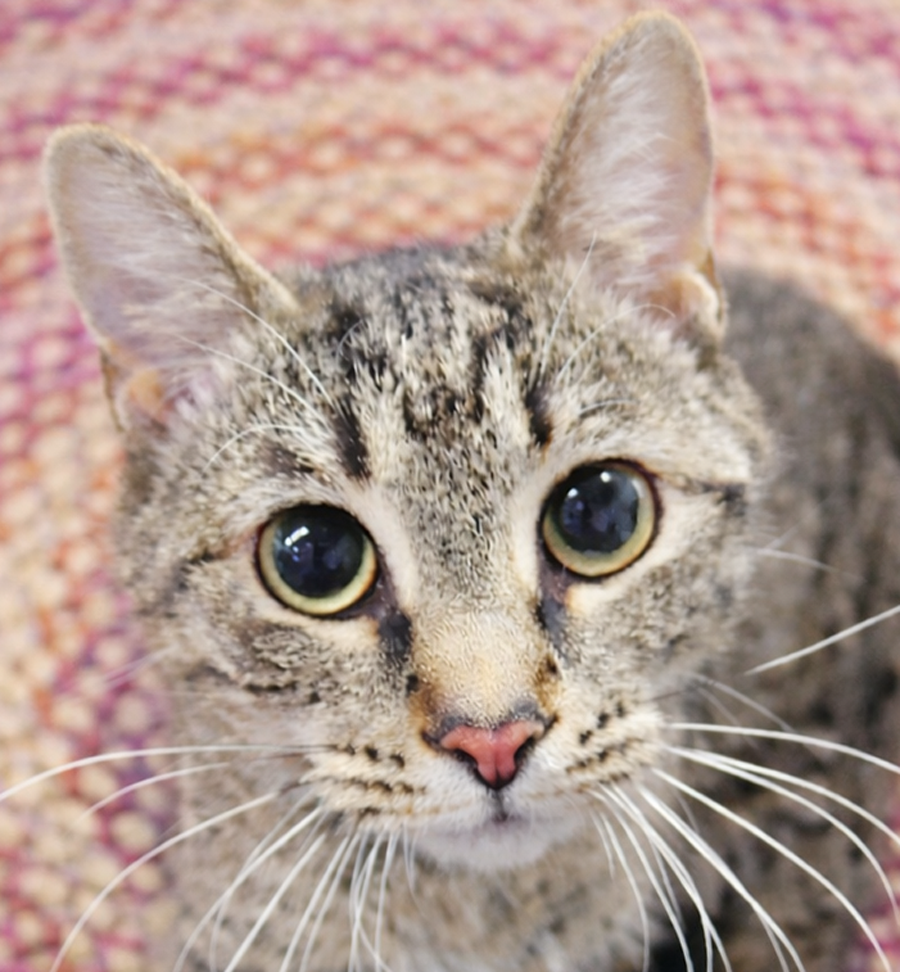 Kitten Yvonne Image