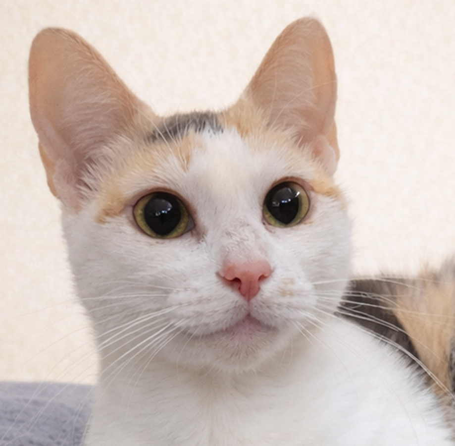 Kitten Miche' Image