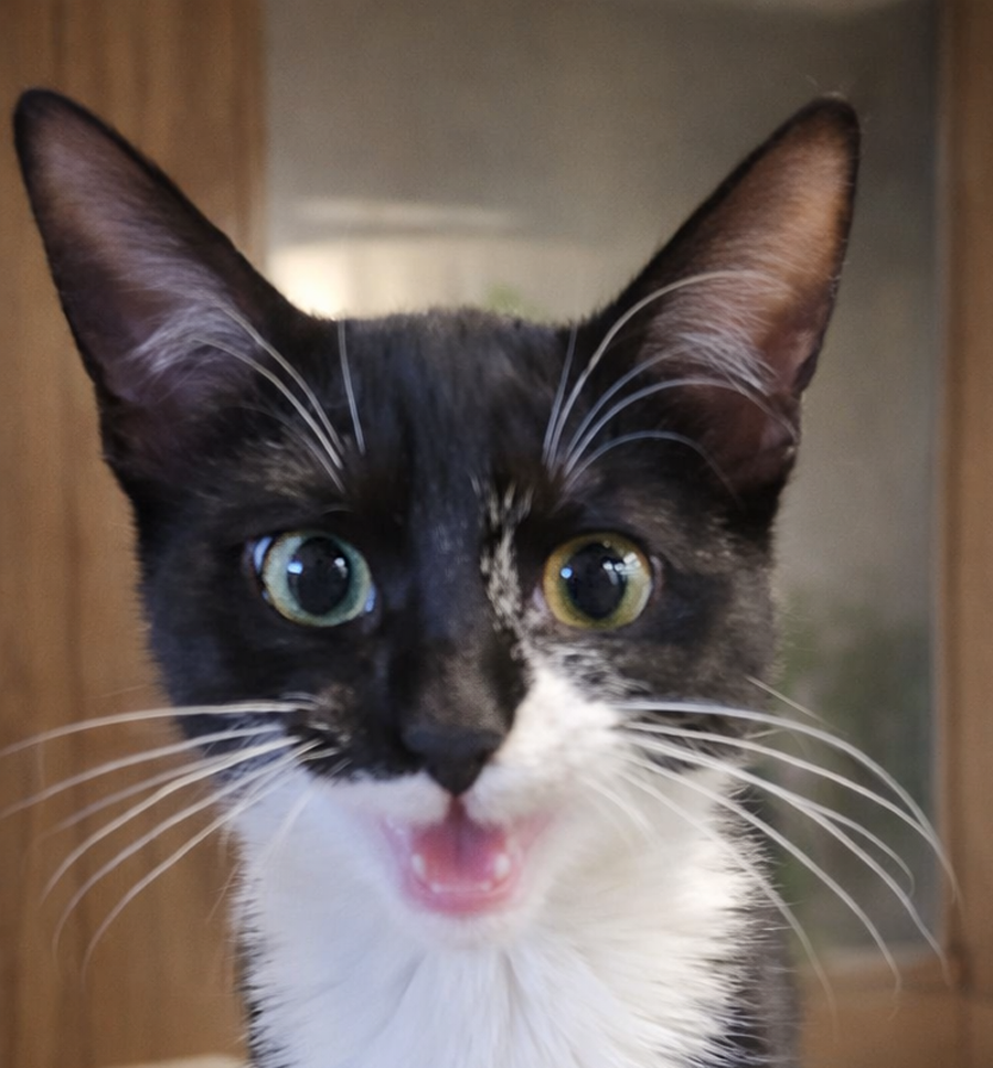 Kitten Playdoh Image