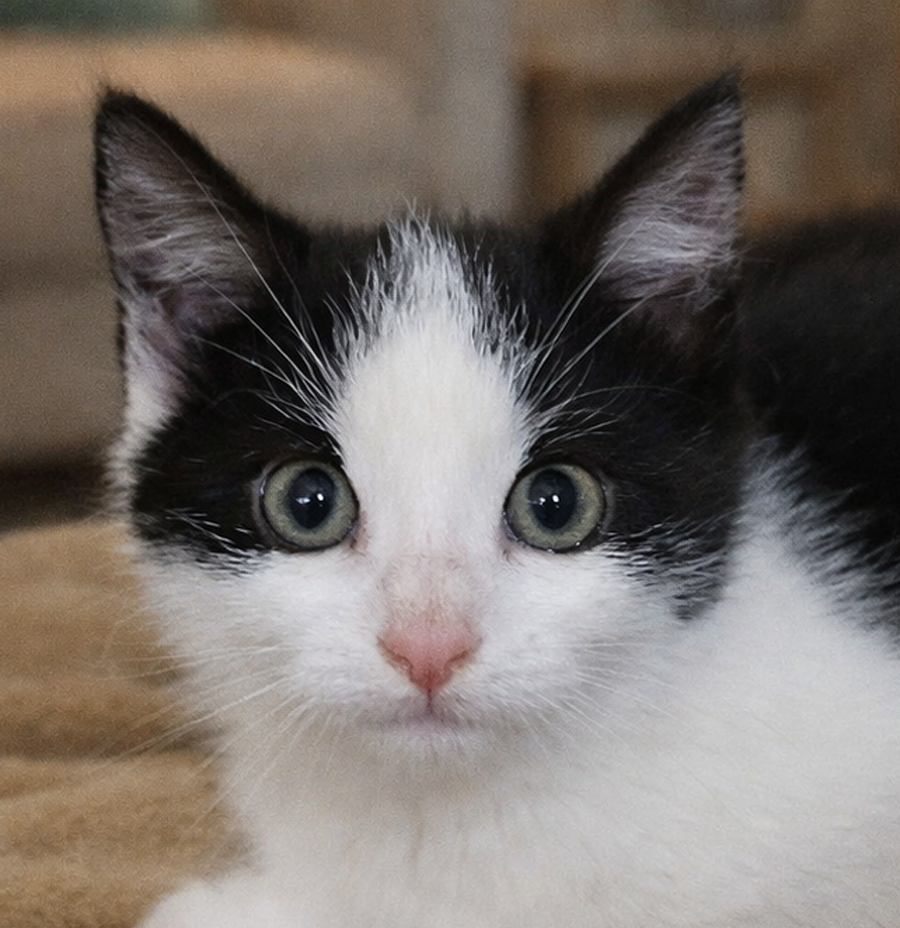 Kitten Rodeo Image