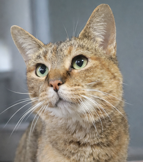picture of the cat needing adoption