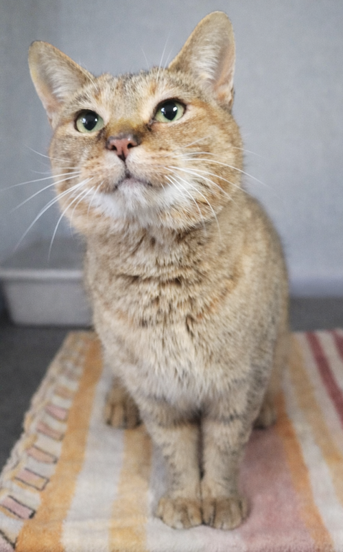 Zada at Montrose Petsmart!, Adult Tabby / Calico / Mixed (short coat), cat for adoption in Warren, Ohio