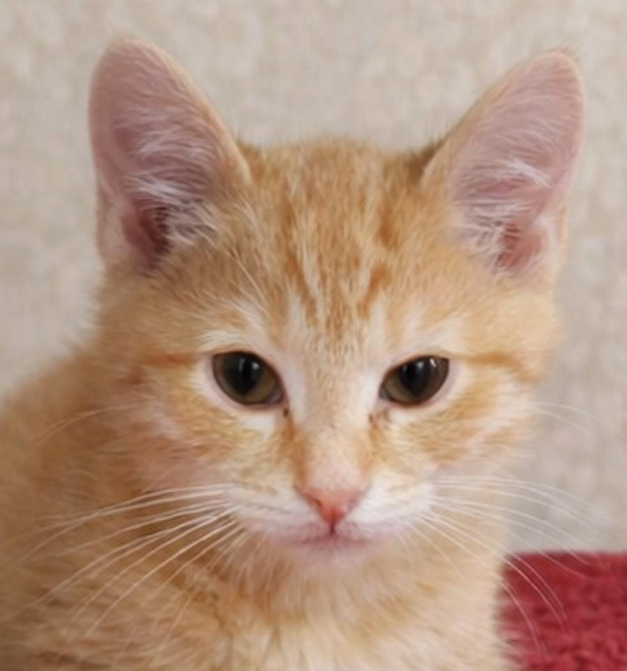 Kitten U-Turn Image