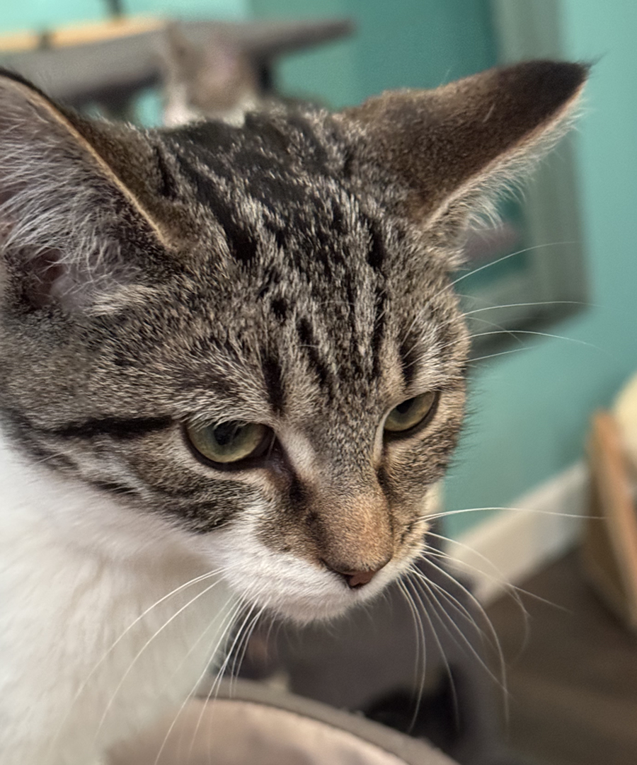 Kitten Sophia Image