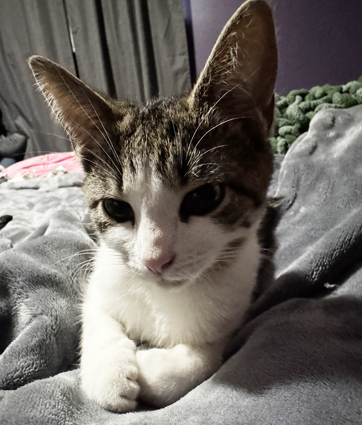 Kitten Jade Image