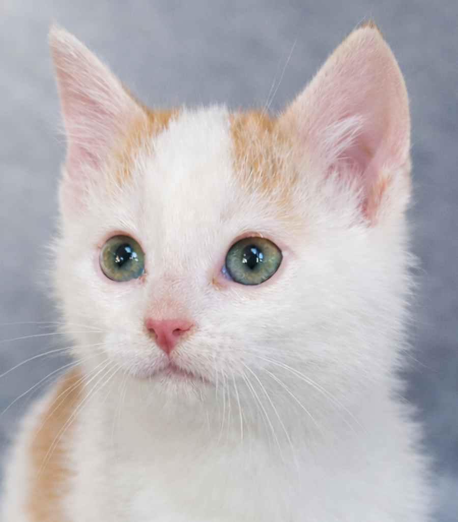 Kitten Filburt Image