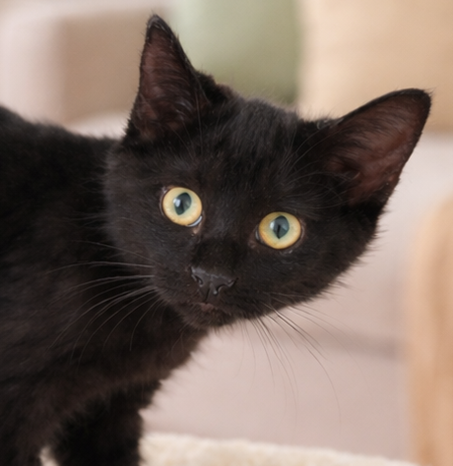 Kitten Myth Image
