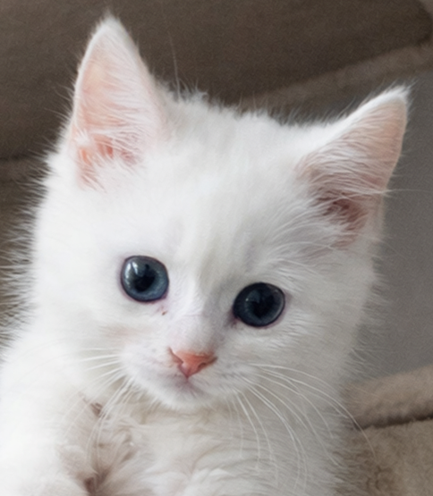 Kitten Rolex Image