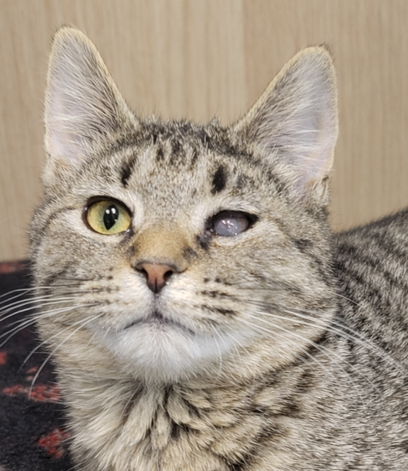 Kitten Sudoku Image