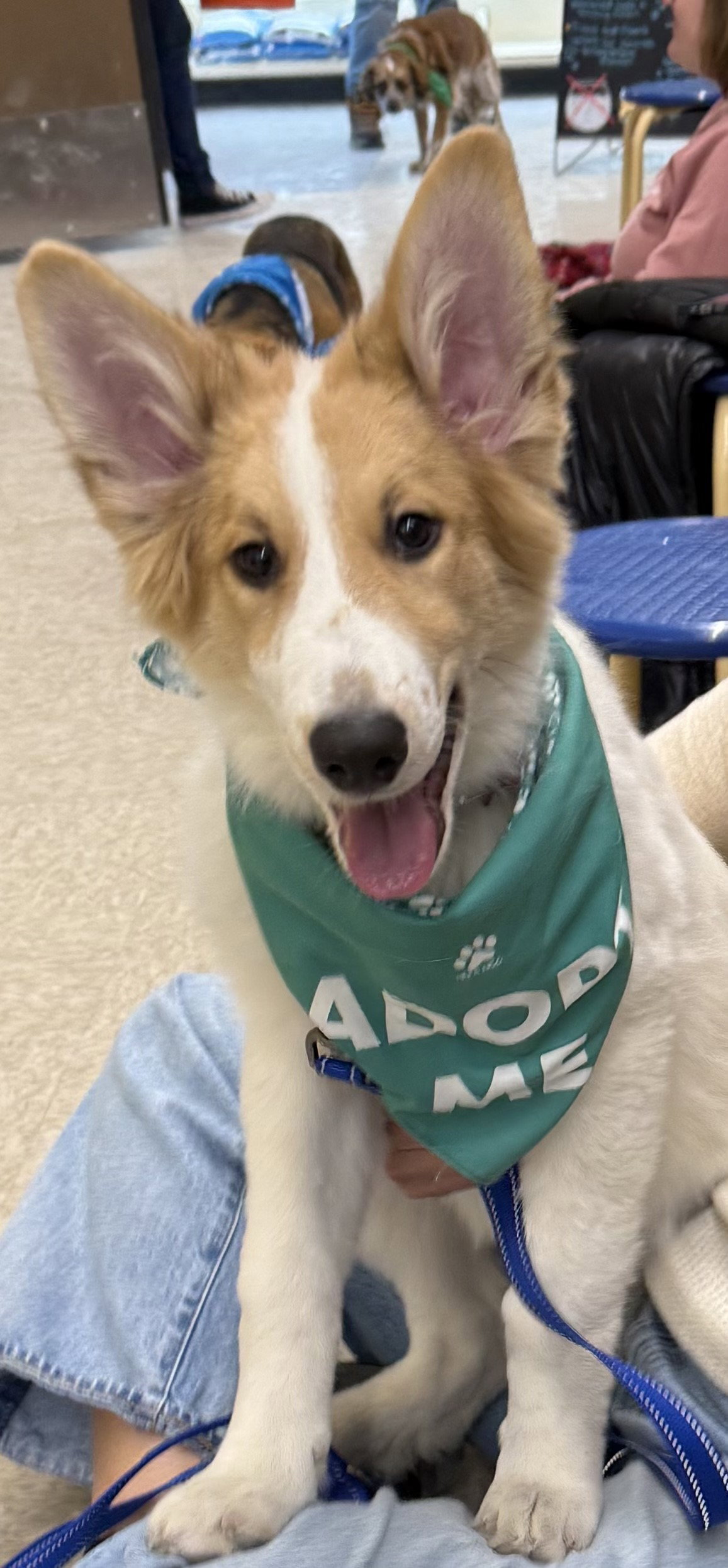 Collie Puppy Laddie Image