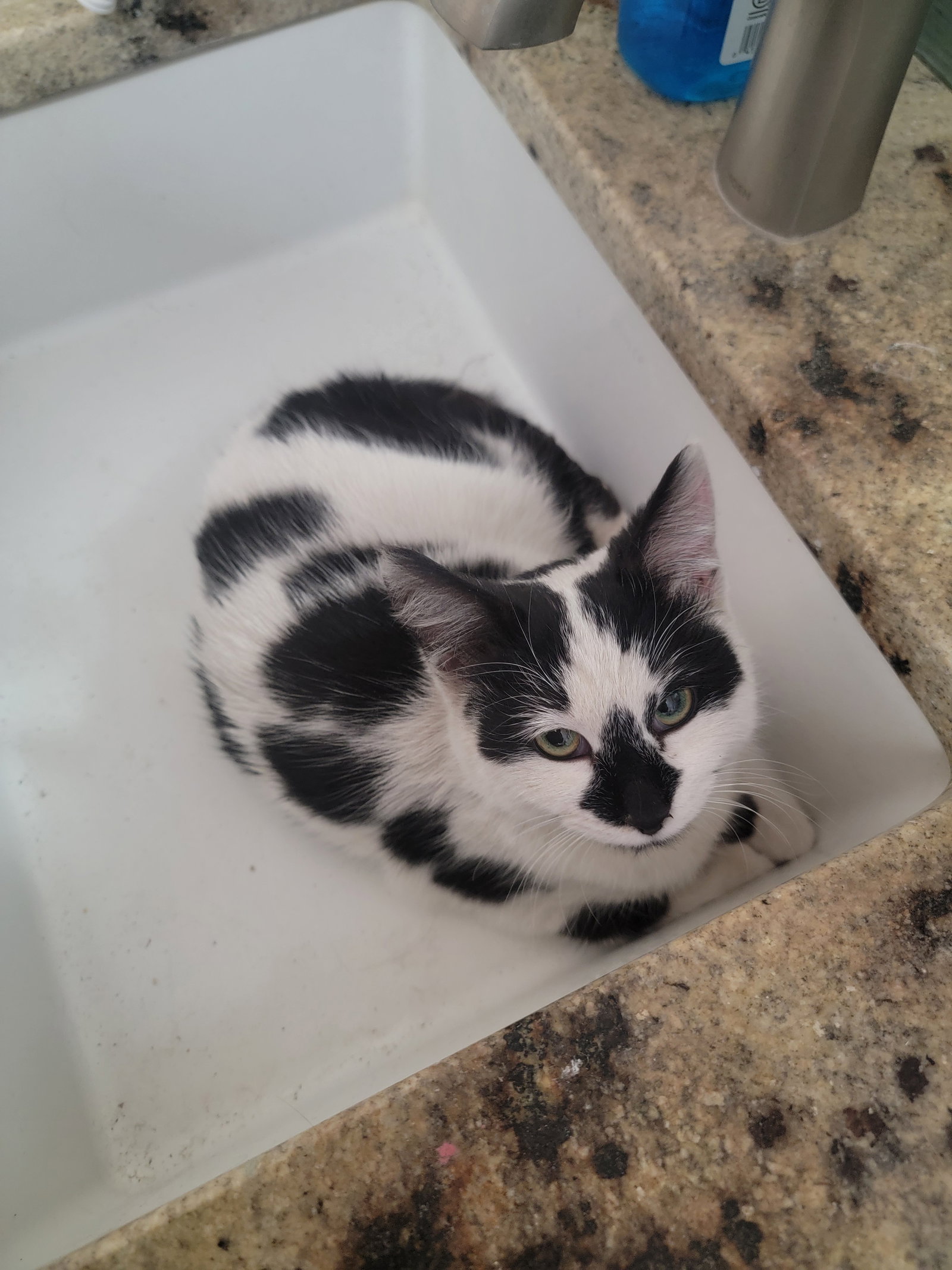 Moo (Kitten) Image