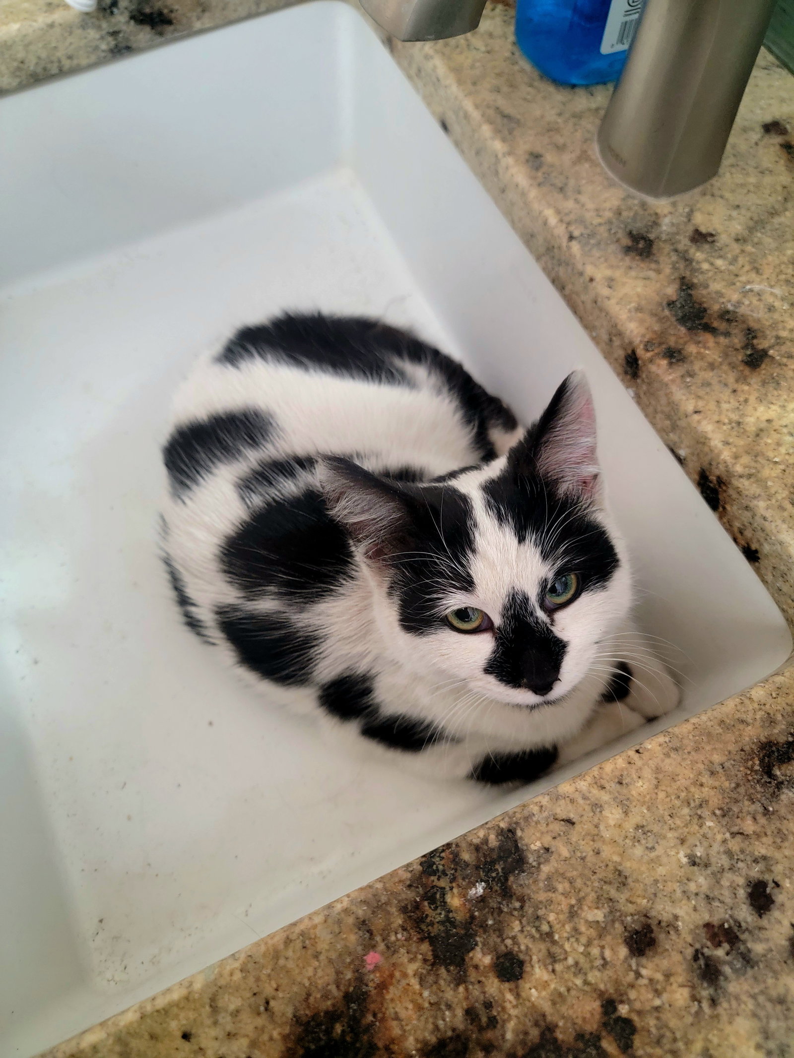 Moo (Kitten - See Videos) Image