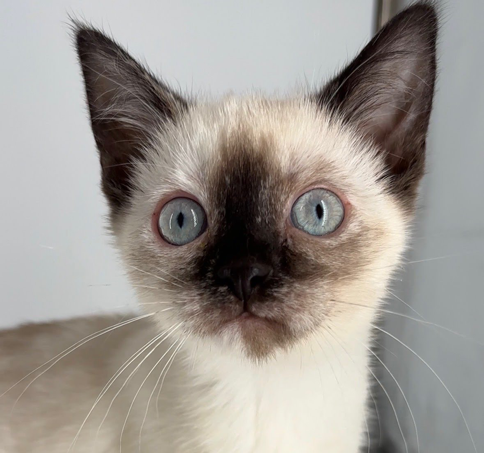 Kitten Eve Image