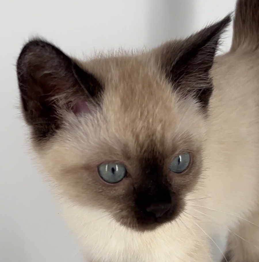 Kitten Toast Image