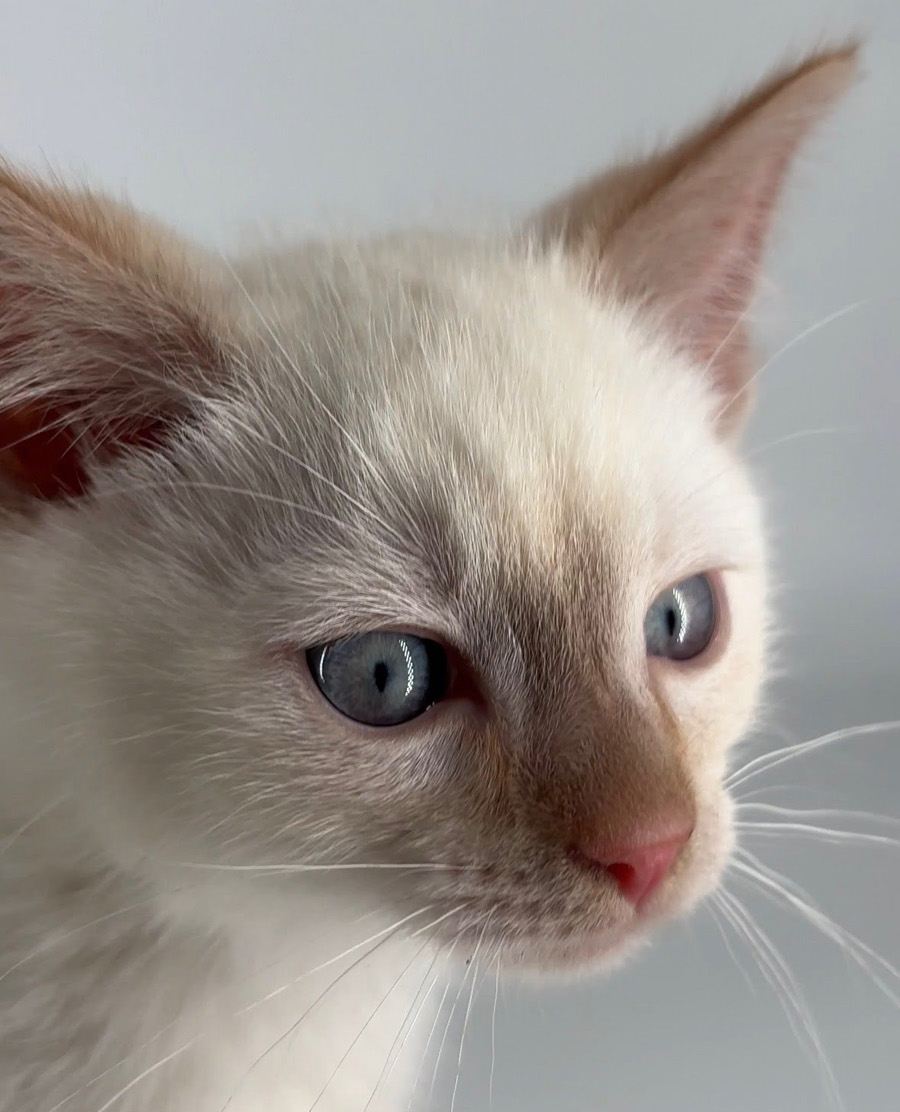 Kitten Champagne - ADOPTION PENDING Image