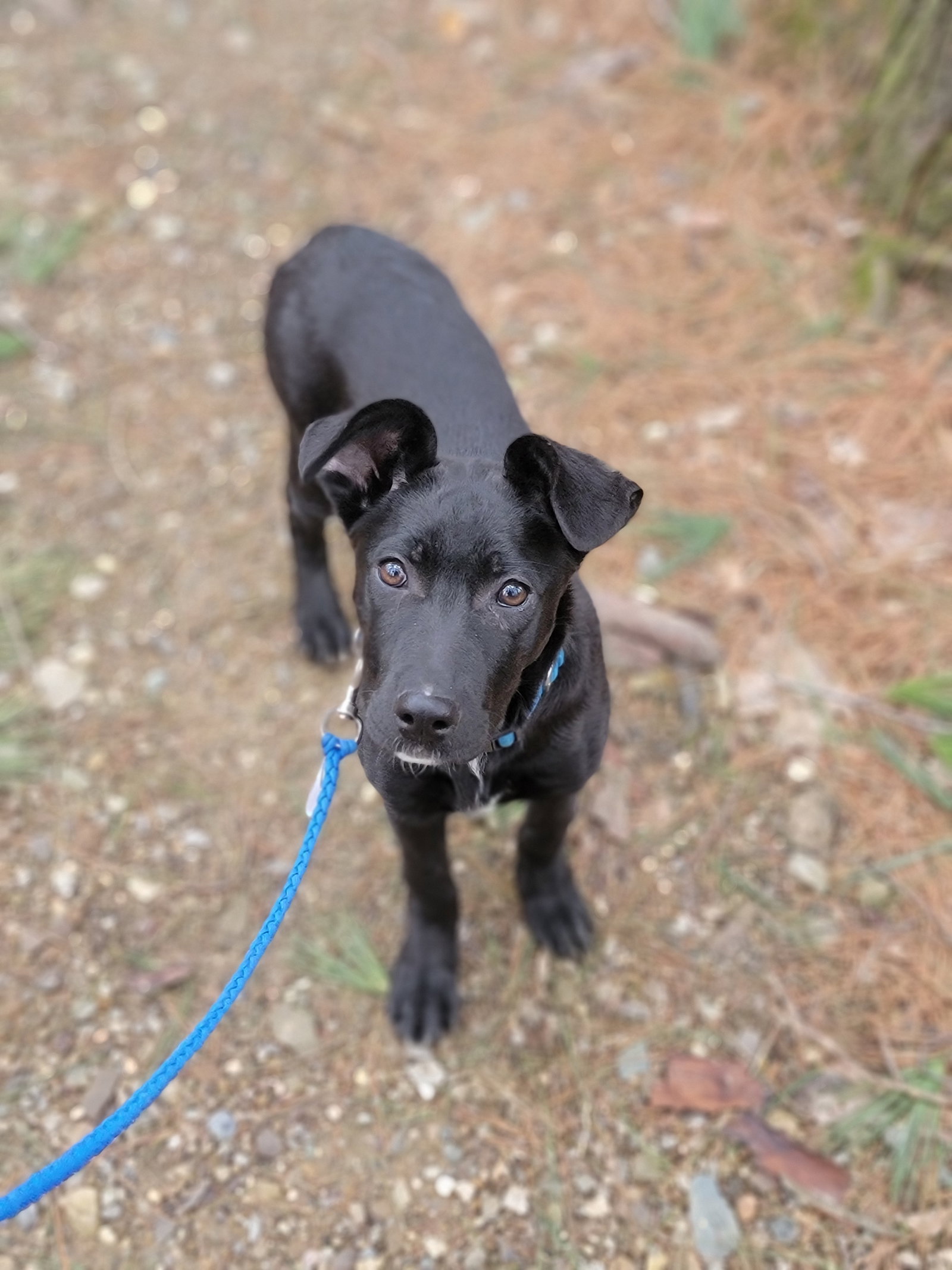 Angie (Puppy)