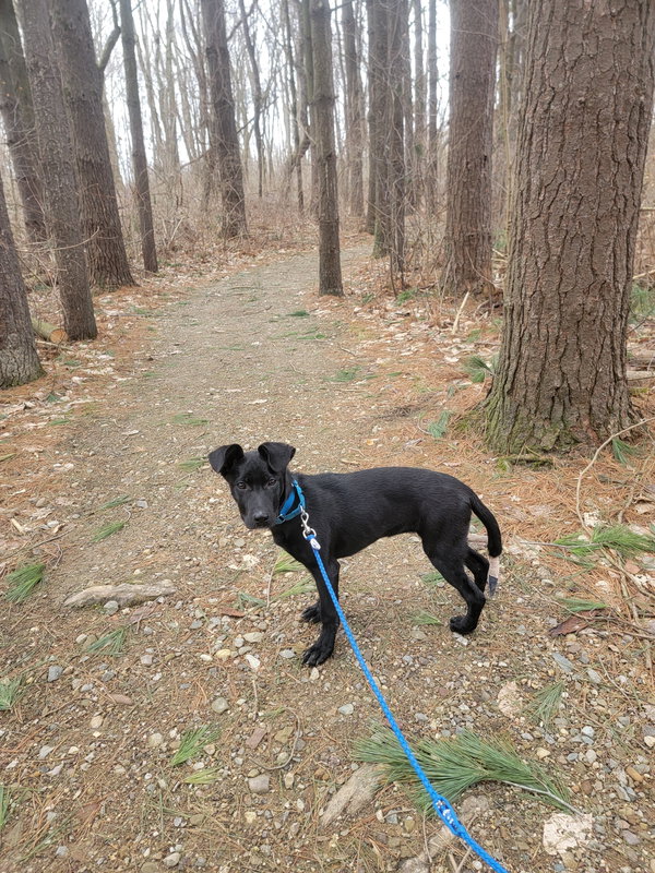 Angie (Puppy)
