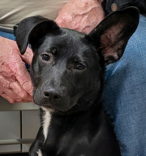 picture of the dog needing adoption
