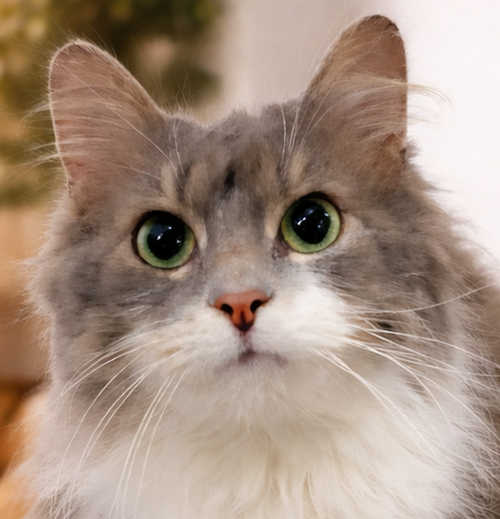 picture of the cat needing adoption