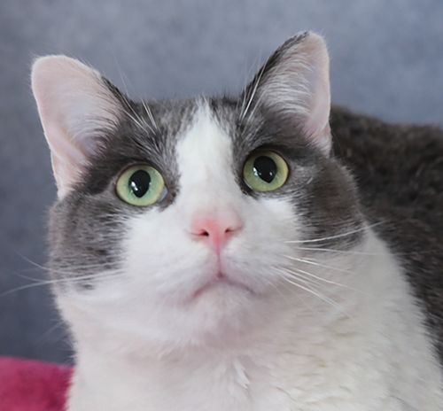 Jimmy Neutron, an adoptable Domestic Short Hair in Cuyahoga Falls, OH