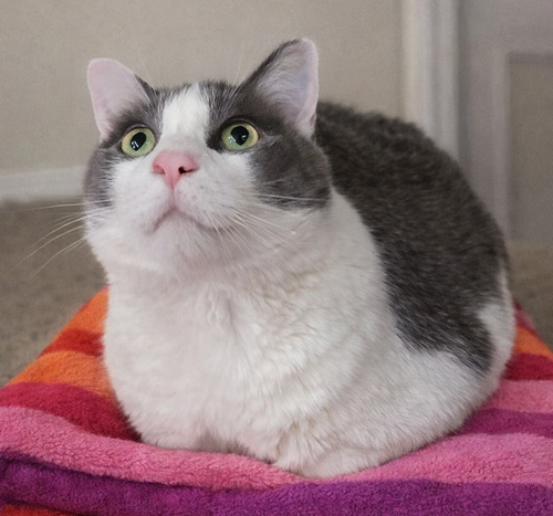 Jimmy Neutron, an adoptable Domestic Short Hair in Cuyahoga Falls, OH