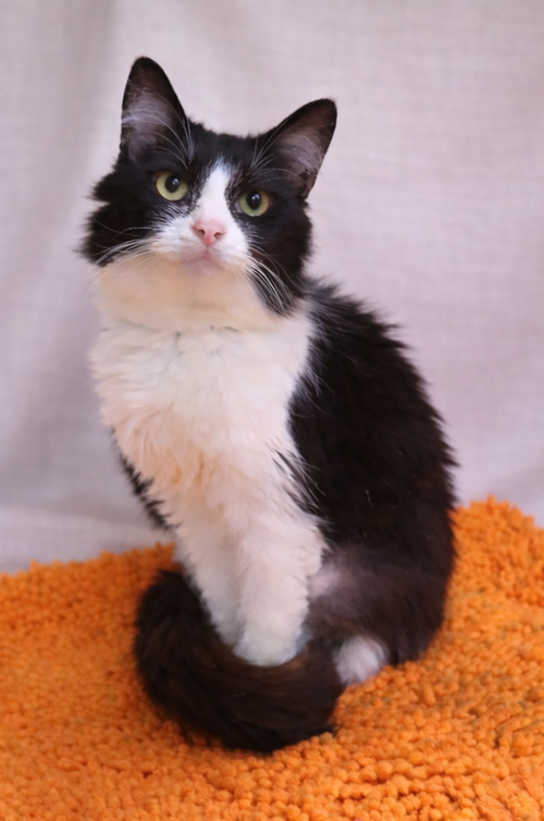 Rosalina, an adoptable Domestic Medium Hair in Cuyahoga Falls, OH