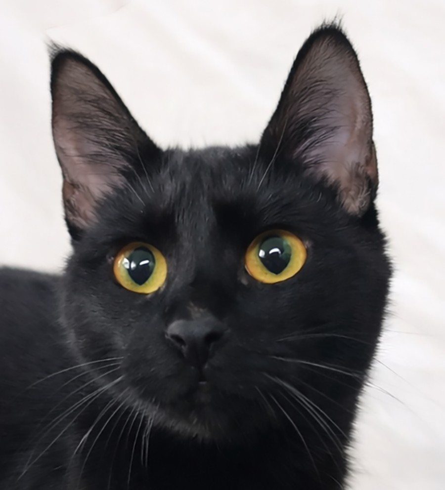 Kitten Vessel Image