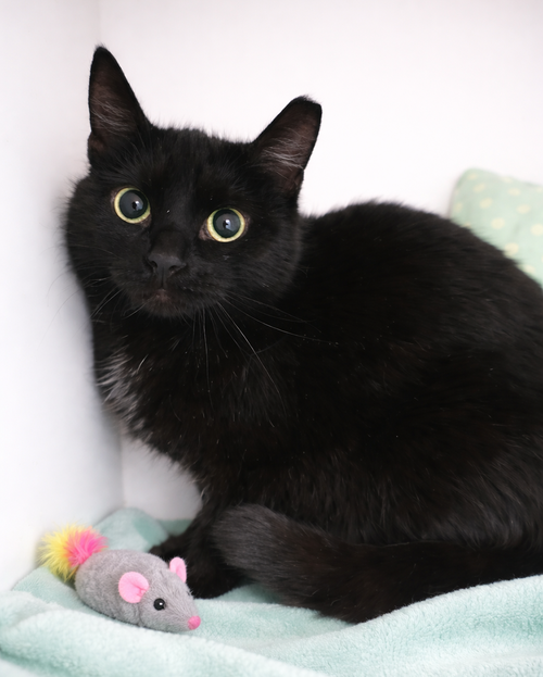 Cinemark, an adoptable Domestic Short Hair in Cuyahoga Falls, OH