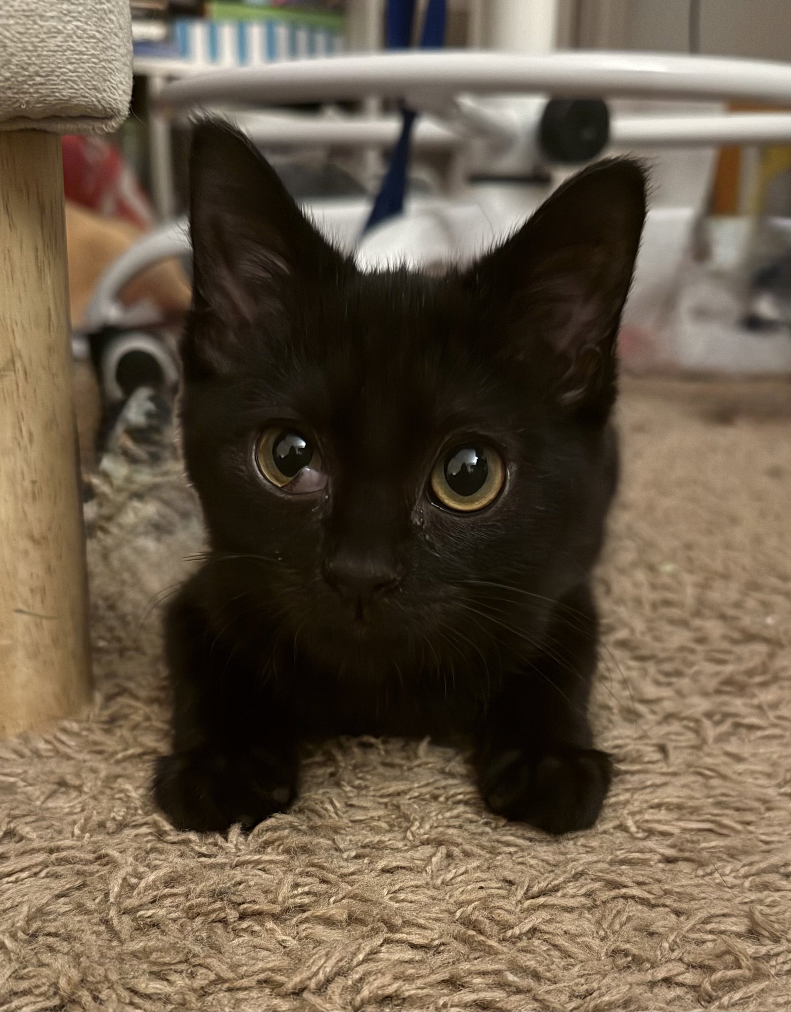 Kitten Dust Bunny Image