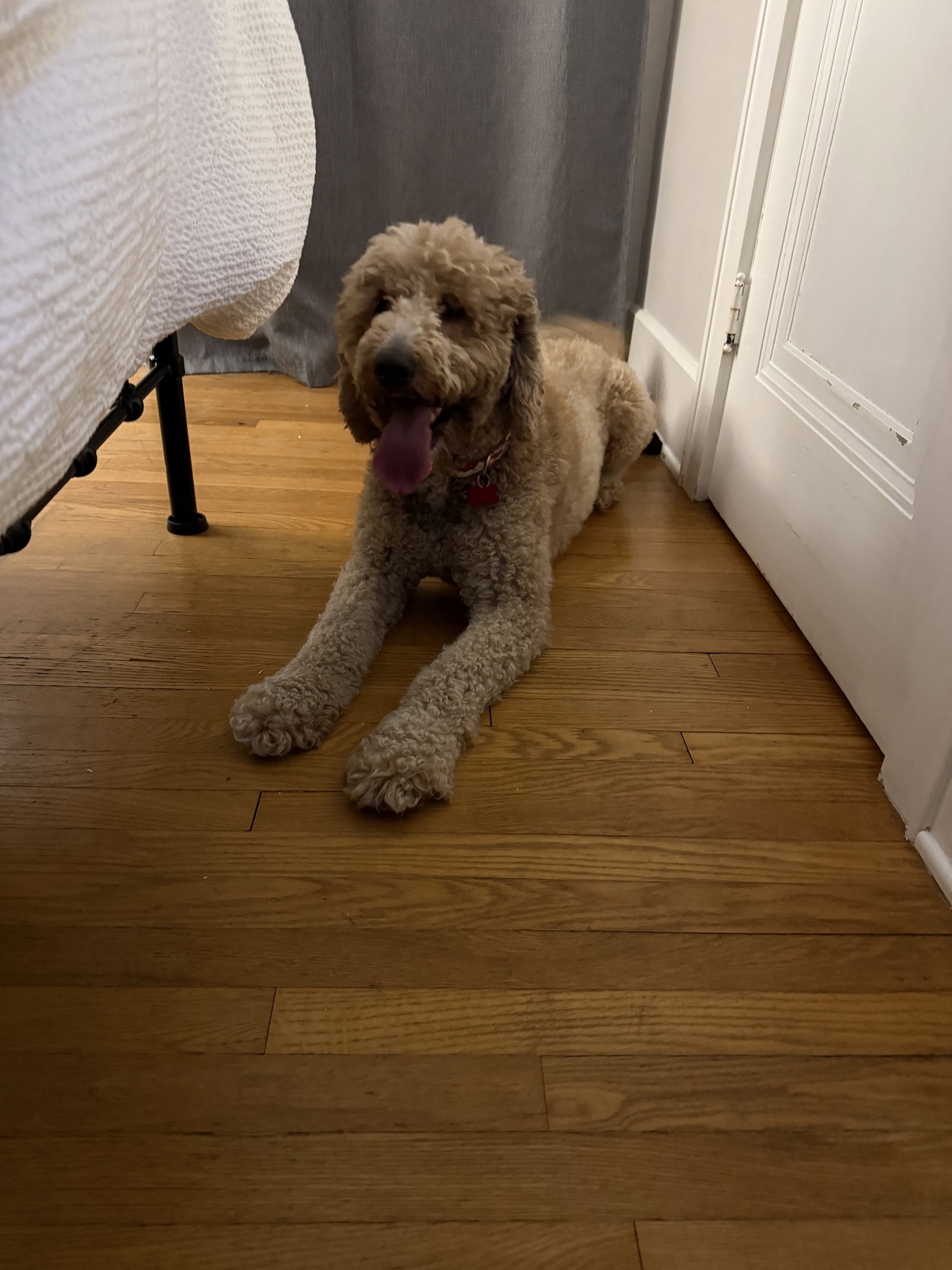 Astro- Pending Adoption Image