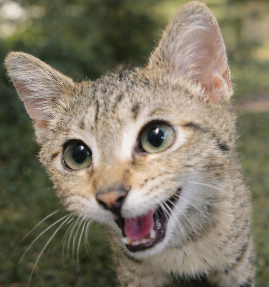Kitten Postage Image