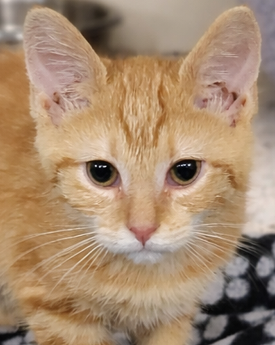 Kitten Yield Image