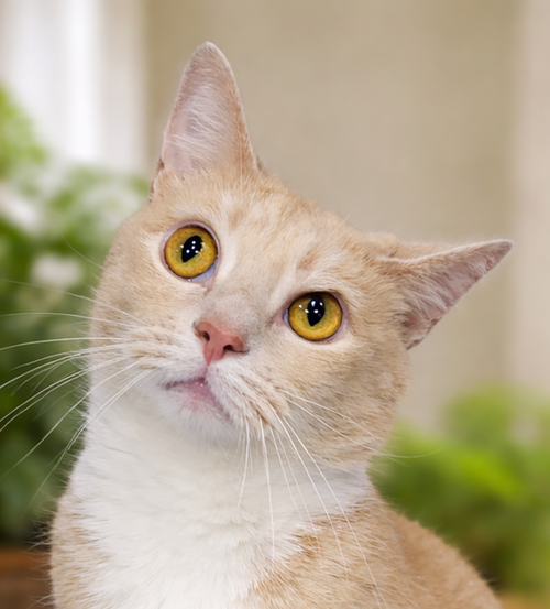 Crockpot -  Front Declawed, an adoptable Domestic Short Hair in Cuyahoga Falls, OH