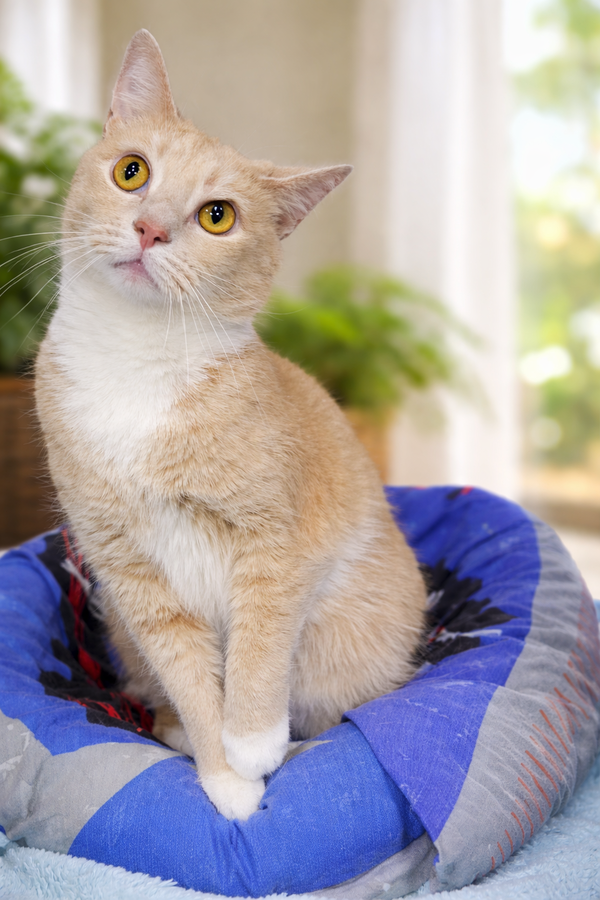 Crockpot -  Front Declawed
