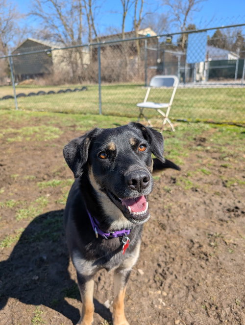 picture of the dog needing adoption