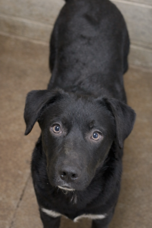 Puppy Jack