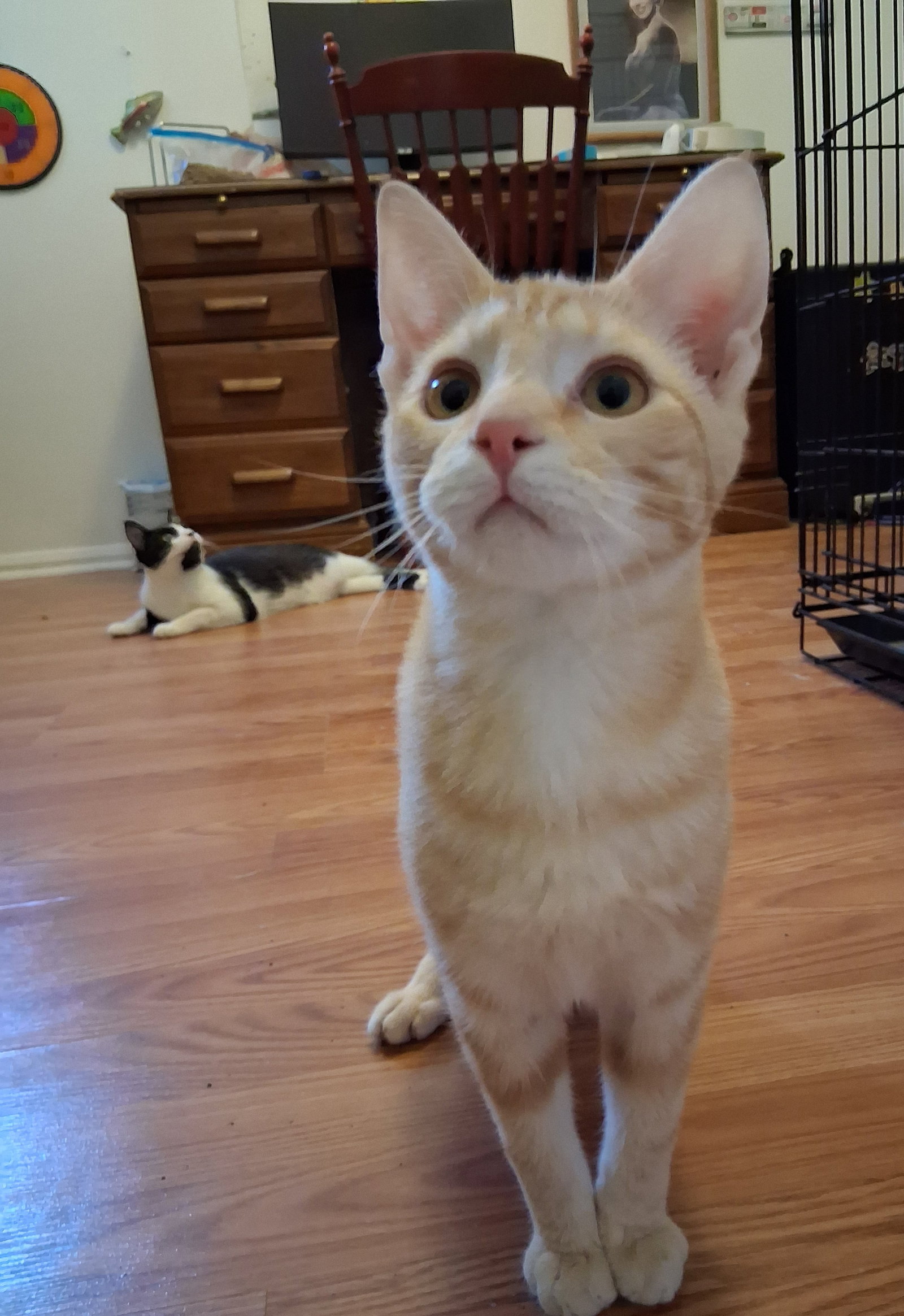Lil Jack! Image