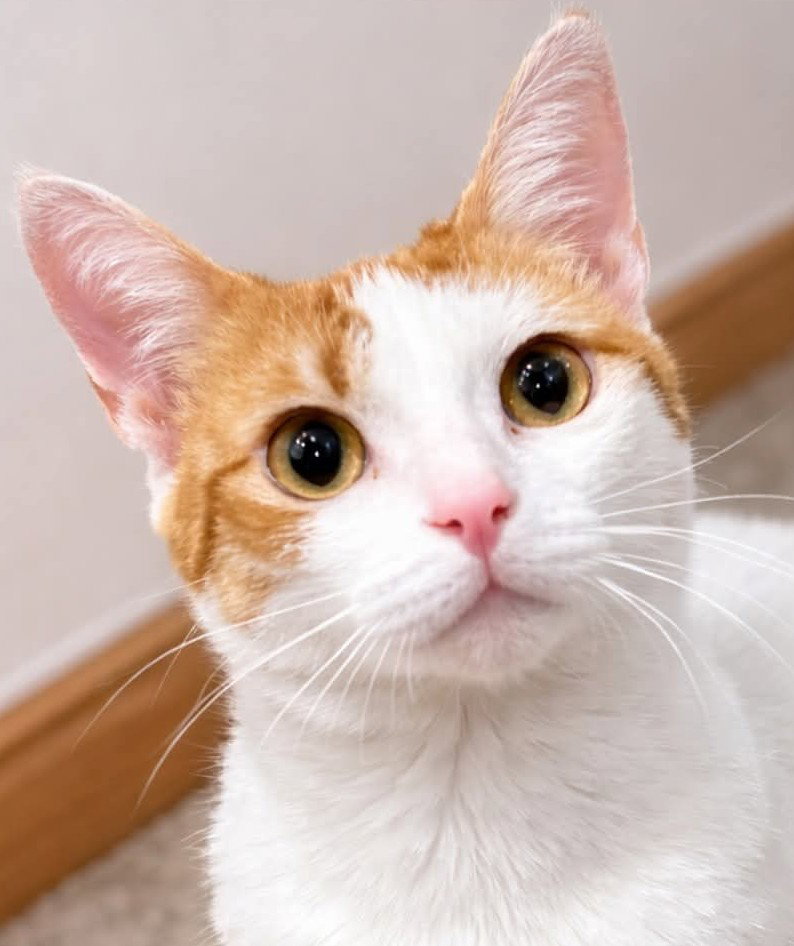 Penny (Penelope)