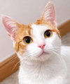 Penny (Penelope) - Photo 1