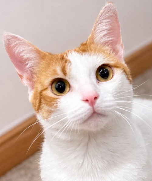 PENNY (PENELOPE) - Turkish Van / Domestic Short Hair available for adoption
