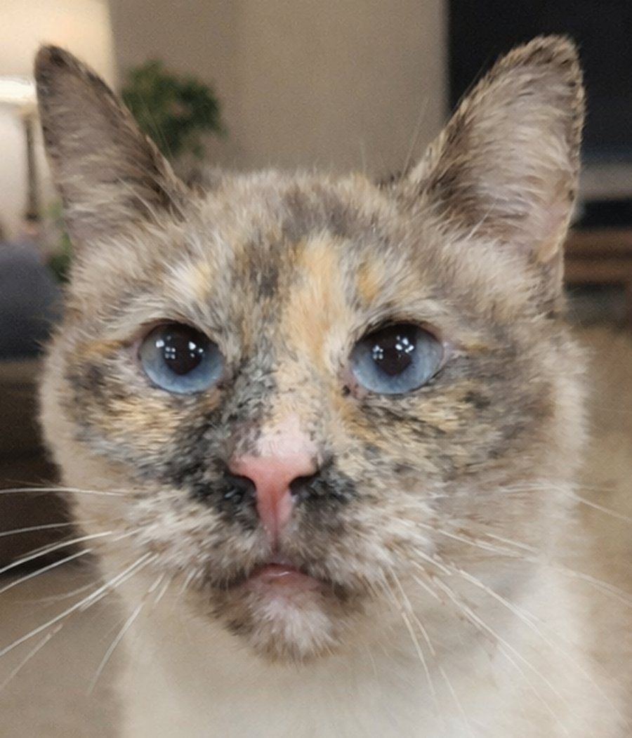 Adela  - adoption pending! Image