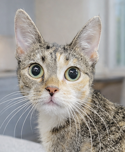 picture of the cat needing adoption