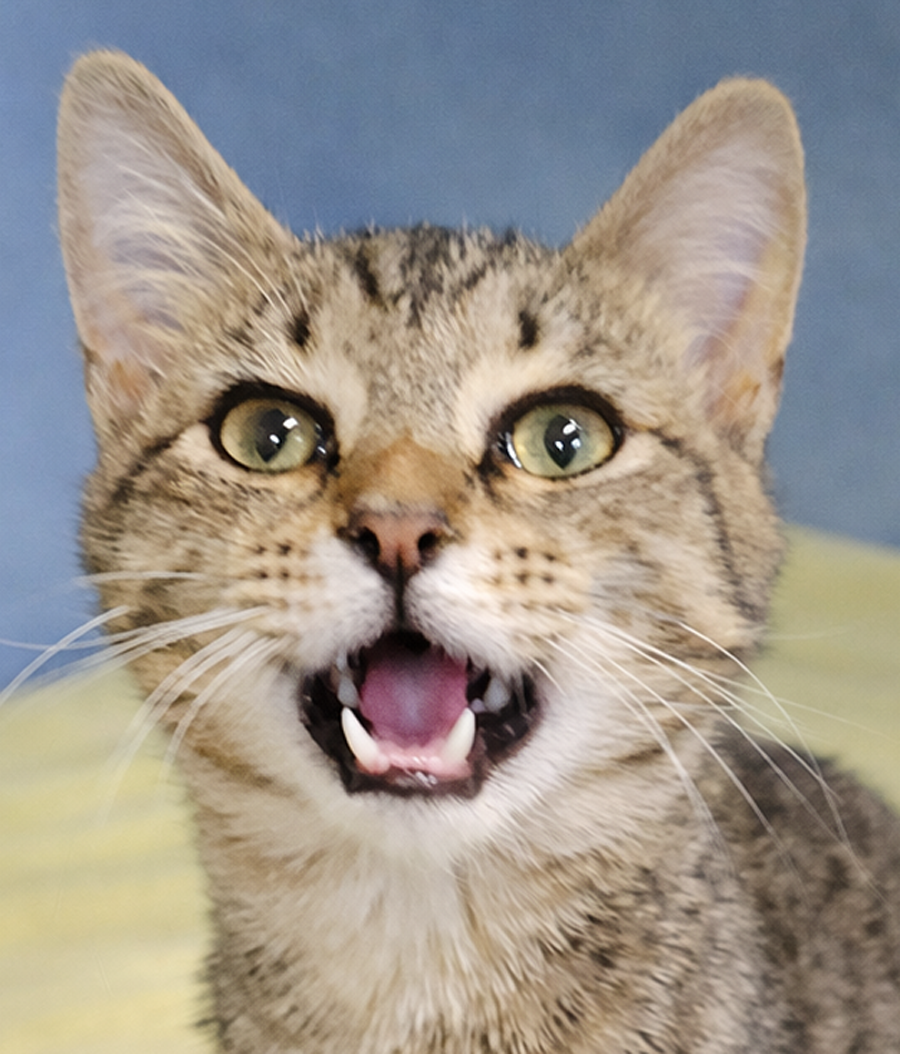 Kitten Turnip Image