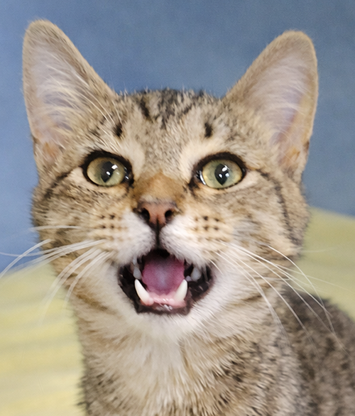 picture of the cat needing adoption