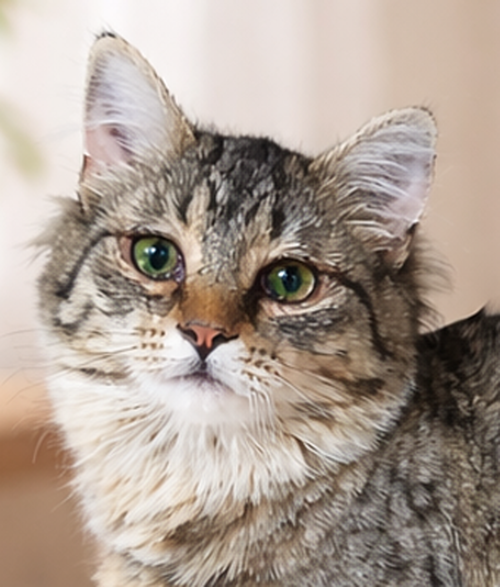 picture of the cat needing adoption